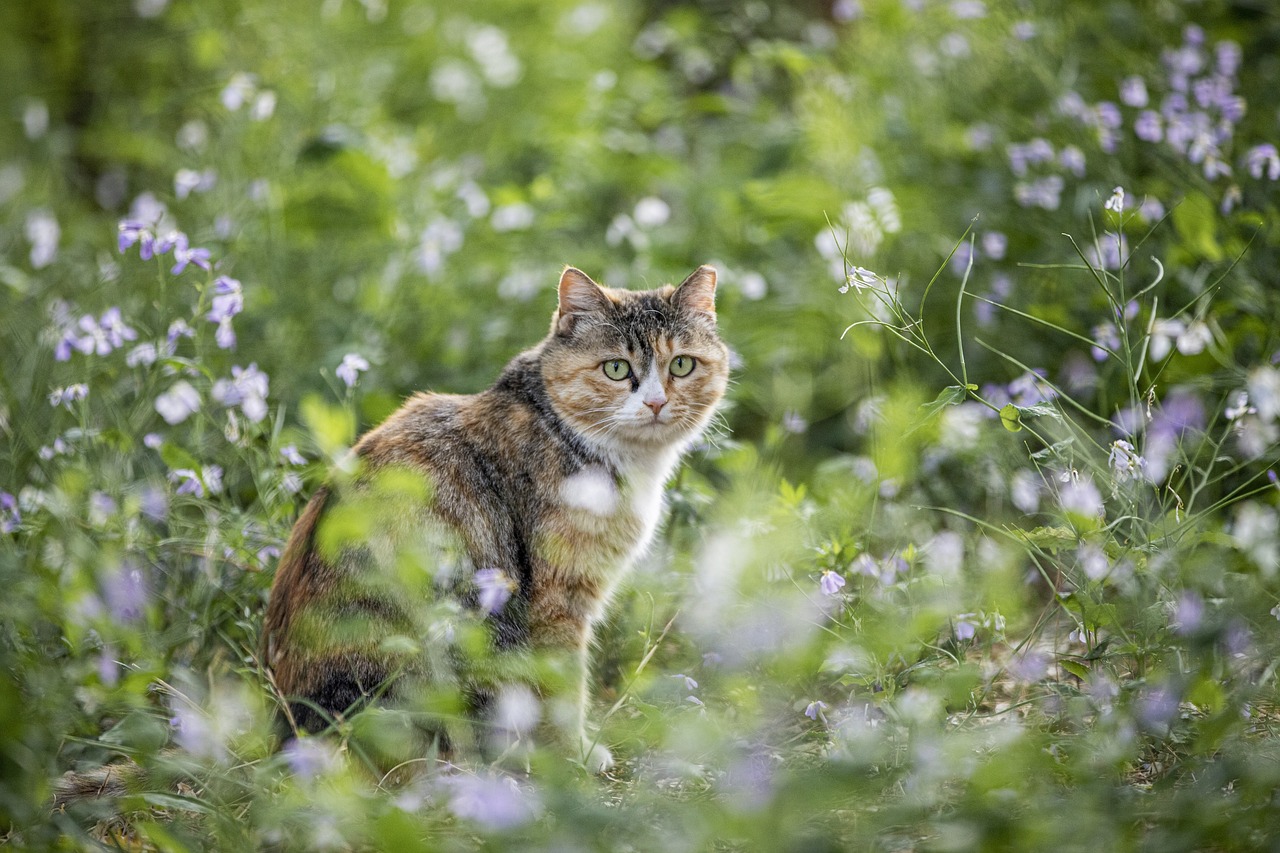 Understanding the Friendly Nature of the Siamese